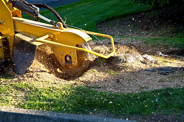 Best Tree Removal Near Me  in Elgin, OK